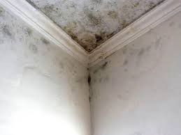 Reliable Marshville, NC Mold Removal & Remediation Solutions